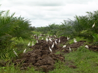 Decomposing Biomass :: Oil palm waste